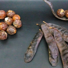 chiết xuất bồ kết & bồ hòn